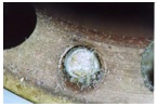 An Example of mold growth on MIR